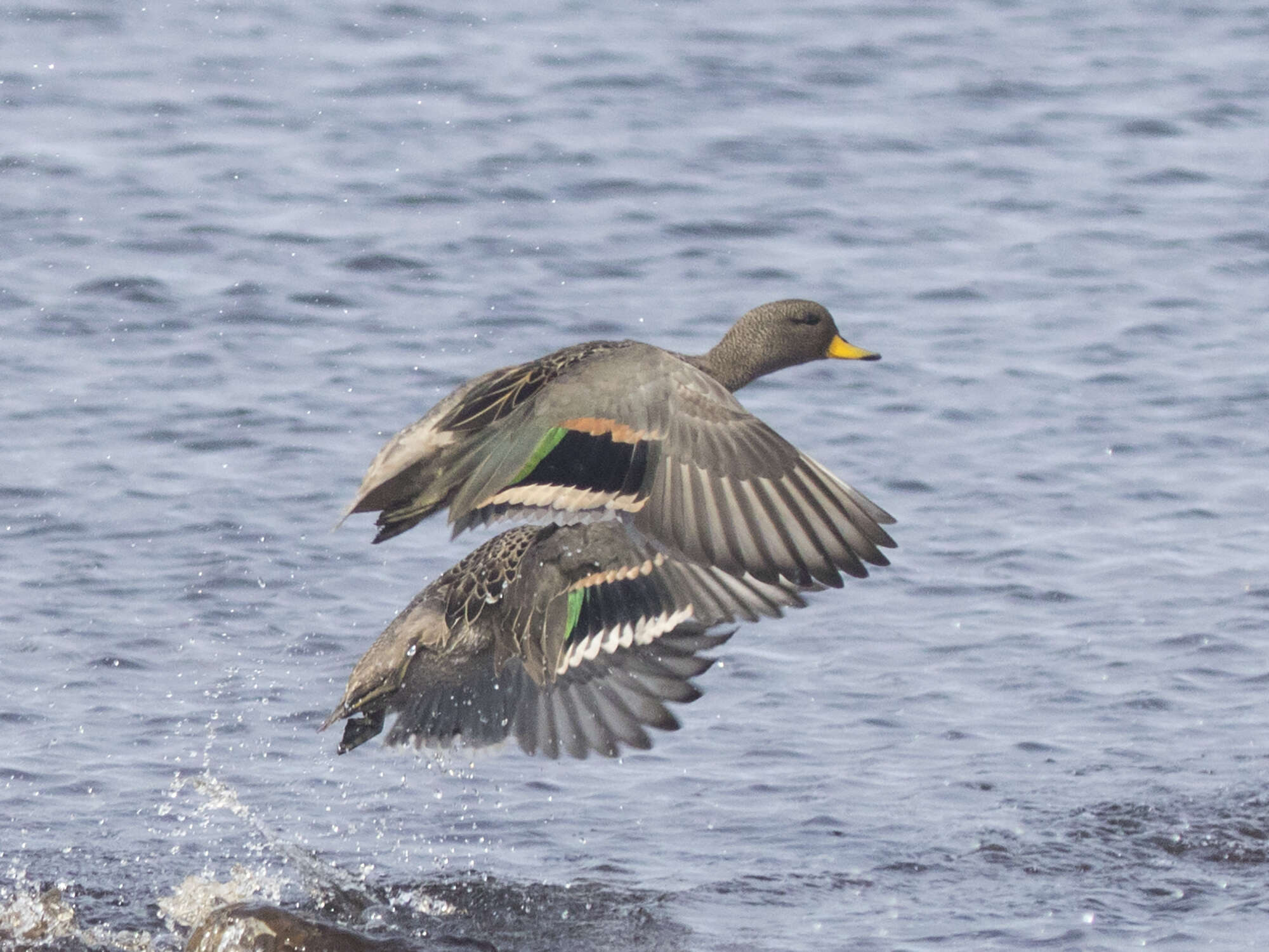 Image of Yellow-billed Teal