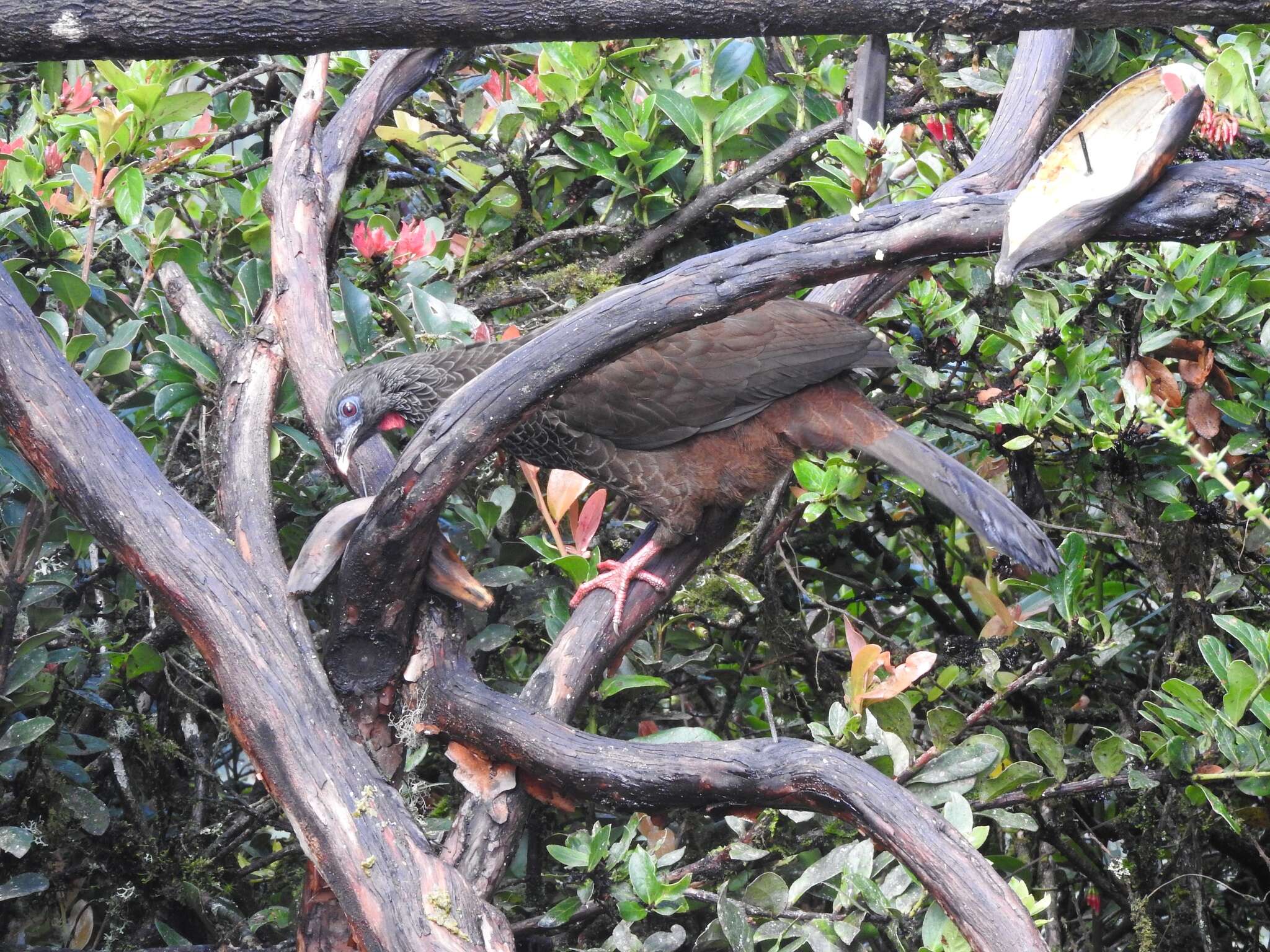 Image of Andean Guan