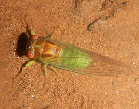 Image of Lime Tree-buzzer