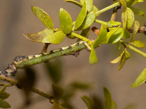 Image of Creosote Moth