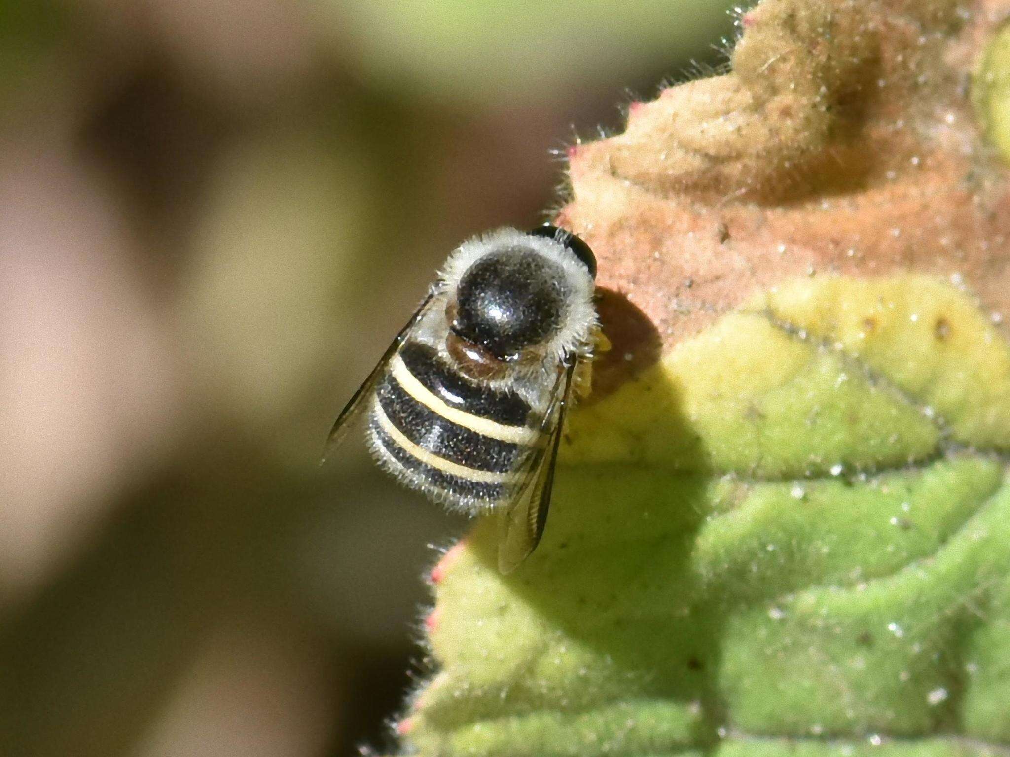 Image of Psilodera fasciata (Wiedemann 1819)