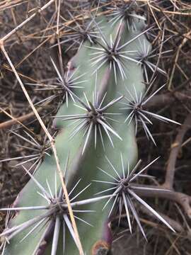 Stenocereus kerberi (K. Schum.) A. C. Gibson & K. E. Horak的圖片