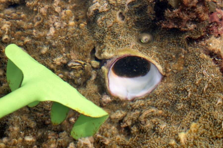 Image of Ceraesignum Golding, Bieler, Rawlings & T. Collins 2014