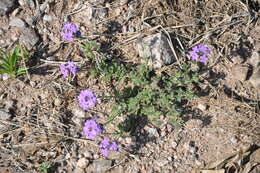 Image of Glandularia venturii (Moldenke) Botta