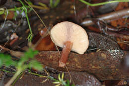 Plancia ëd Lactarius eucalypti O. K. Mill. & R. N. Hilton 1987