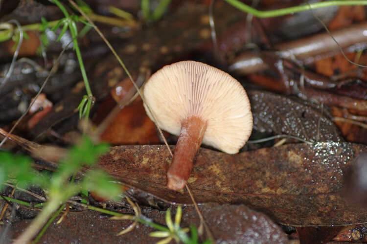 Plancia ëd Lactarius eucalypti O. K. Mill. & R. N. Hilton 1987