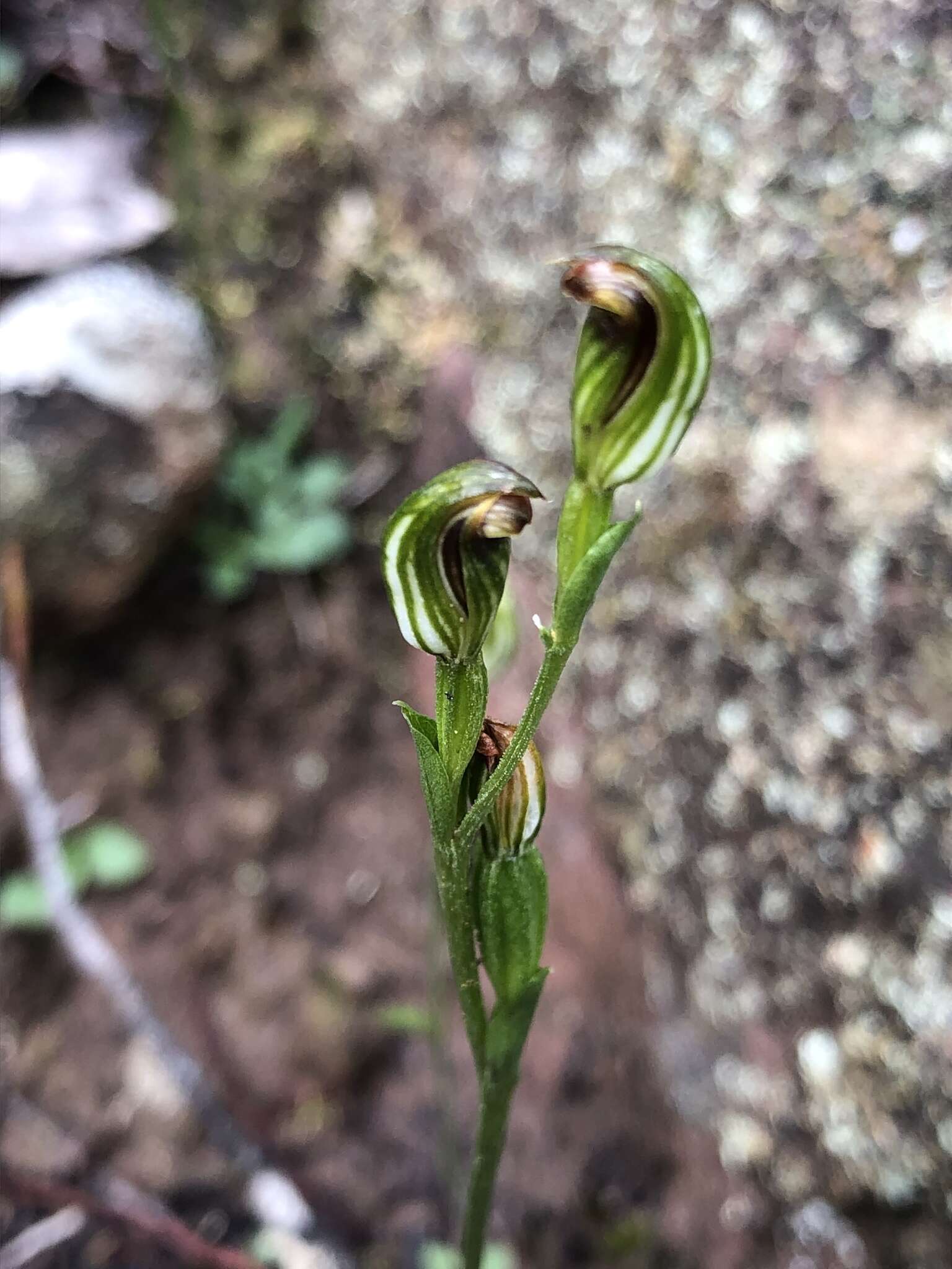 Слика од Pterostylis rubescens (D. L. Jones) G. N. Backh.