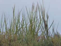 Image of California Cord Grass