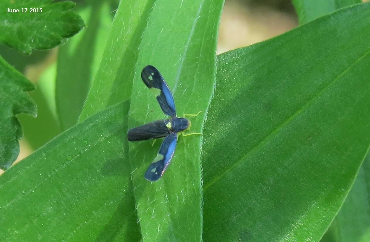 Imagem de Mileewa (Mileewa) dorsimaculata Melichar 1902