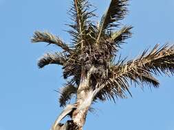 Image of Giant Palm