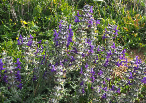 Image of Salvia lanigera Poir.