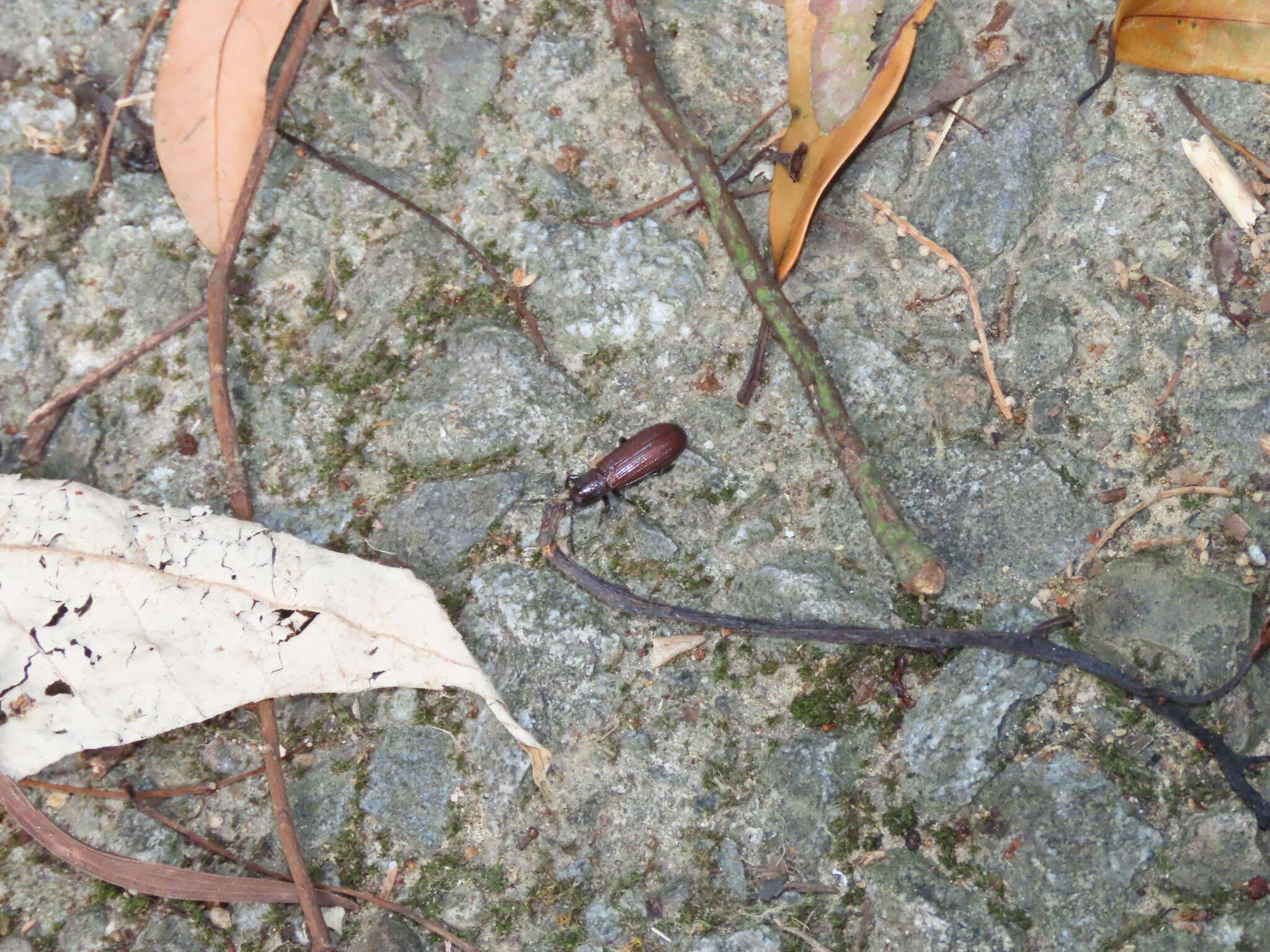 Image of Lasiochila bicolor Pic 1924