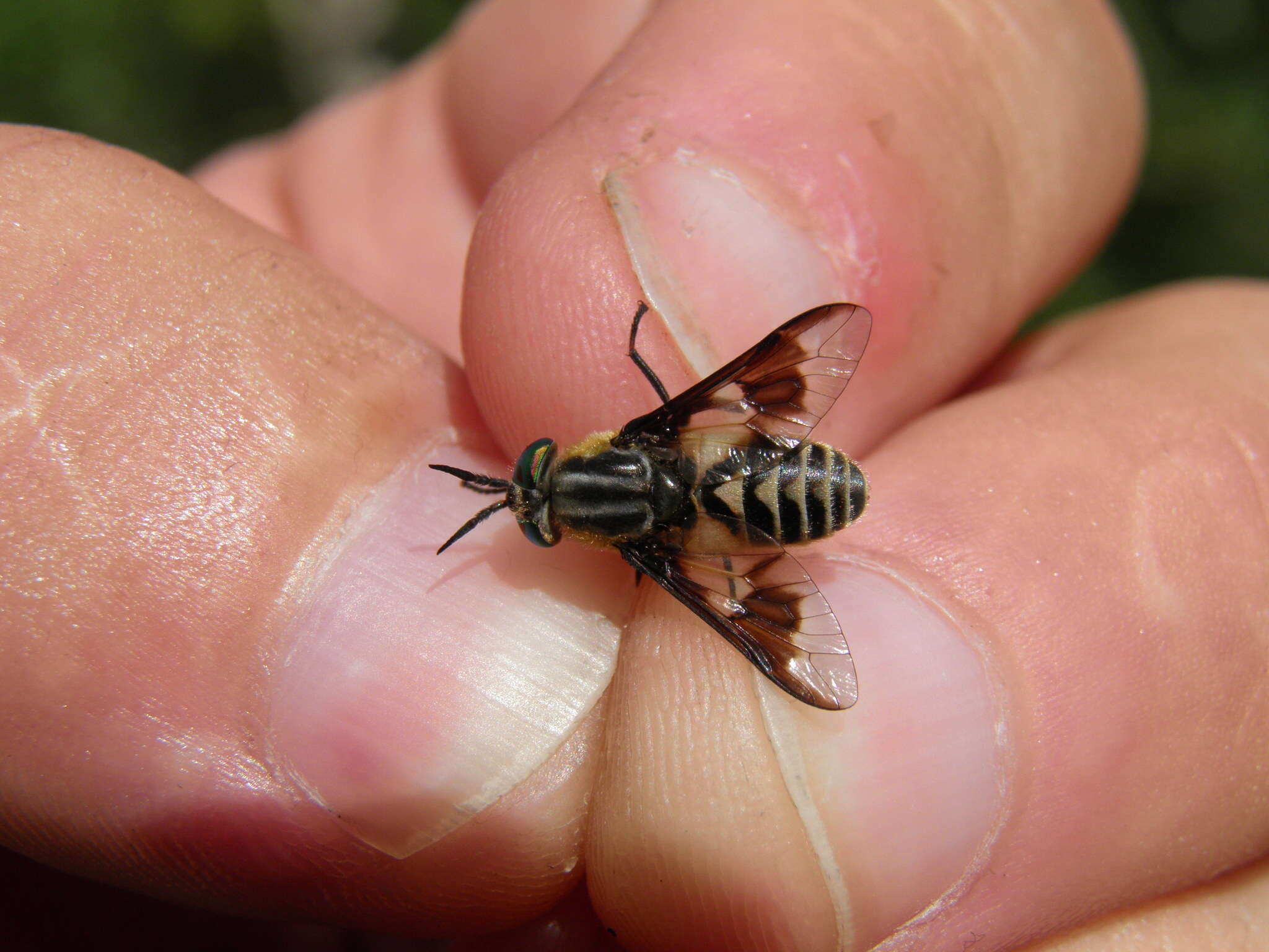 Image of Chrysops divaricatus Loew 1858