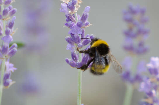 Image of Bombus haematurus Kriechbaumer 1870