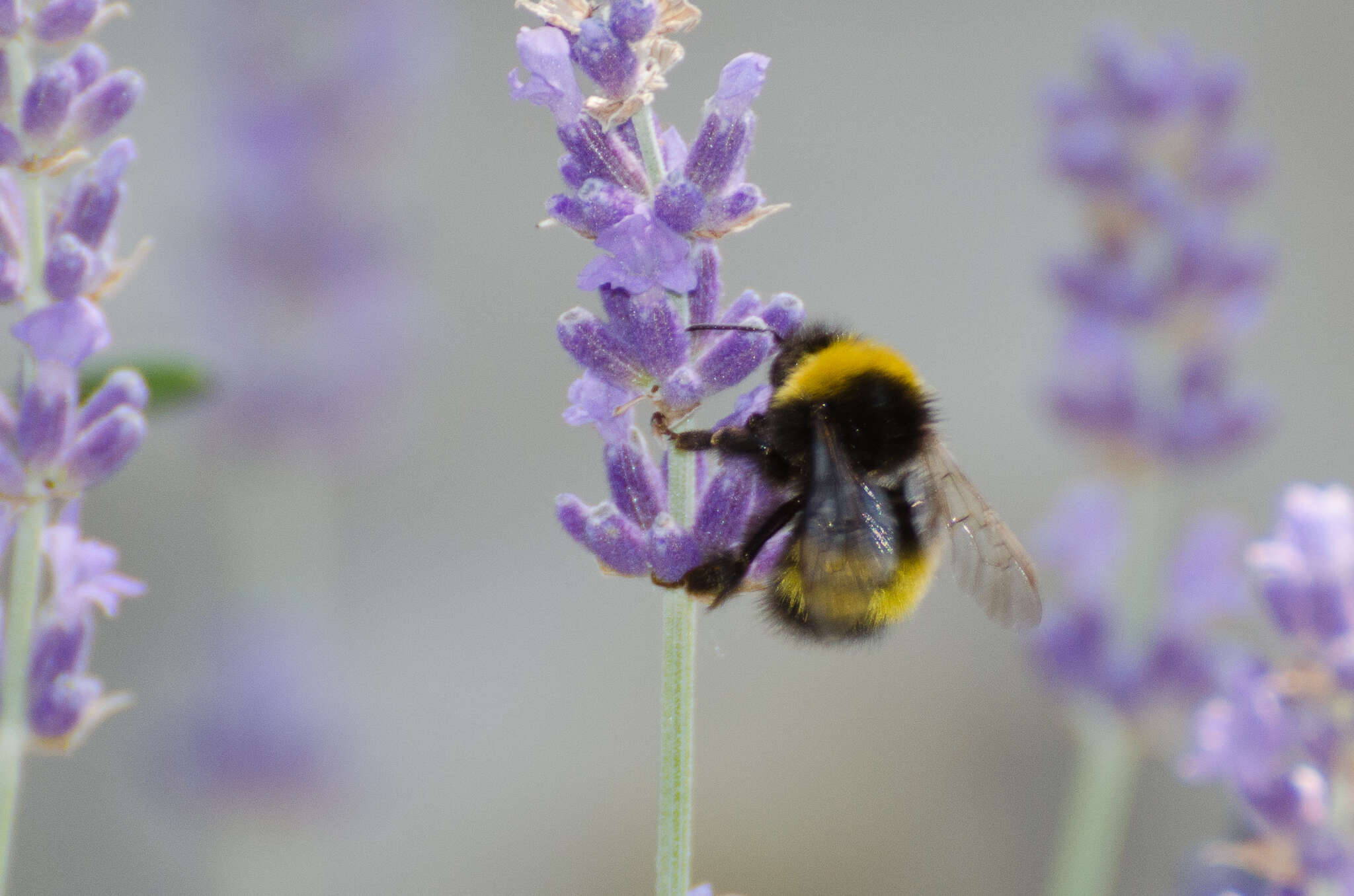 Image de Bombus haematurus Kriechbaumer 1870