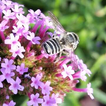 Image of Texas Leaf-cutter Bee