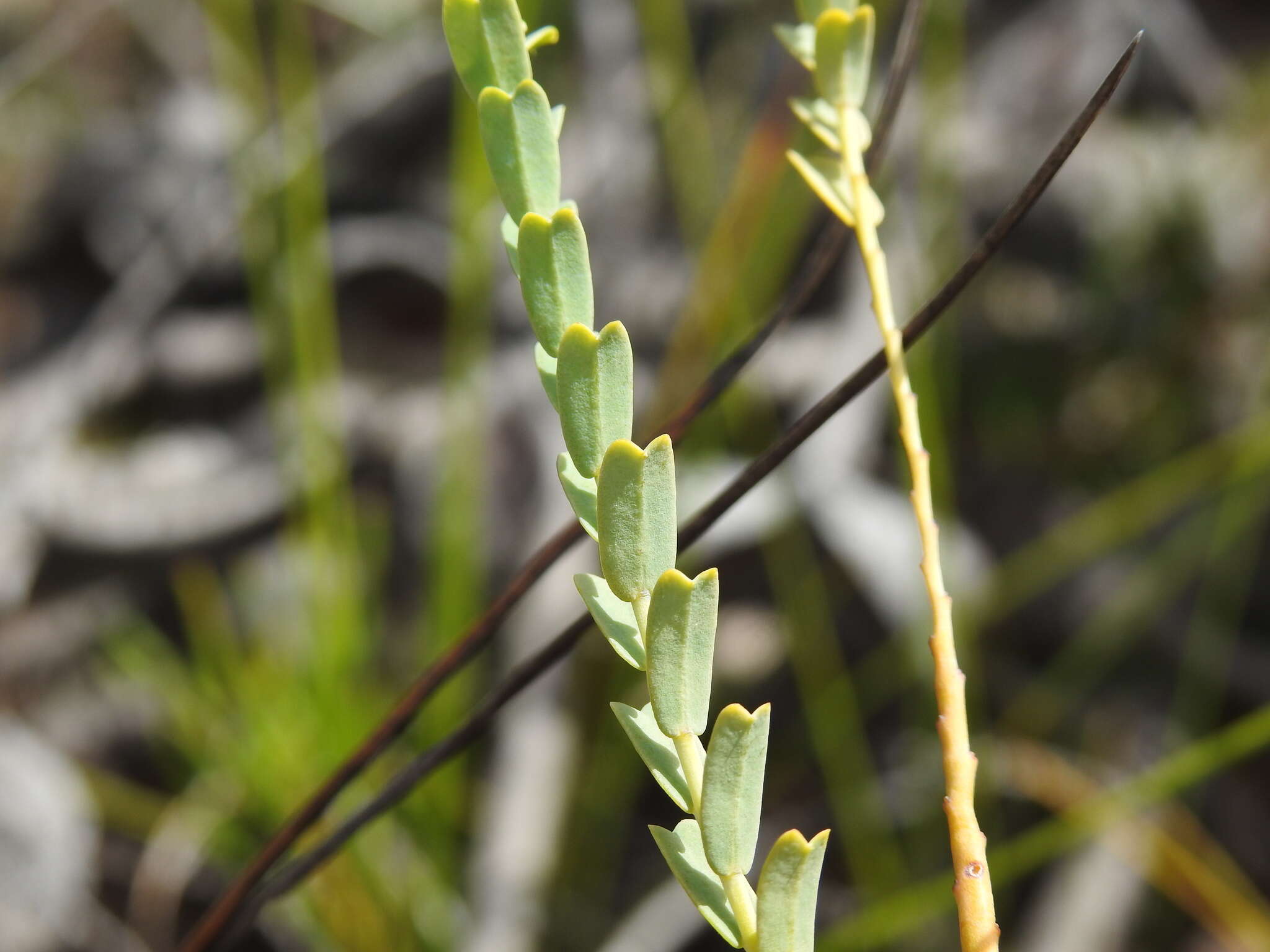 Image of Olax retusa F. Müll. ex Benth.