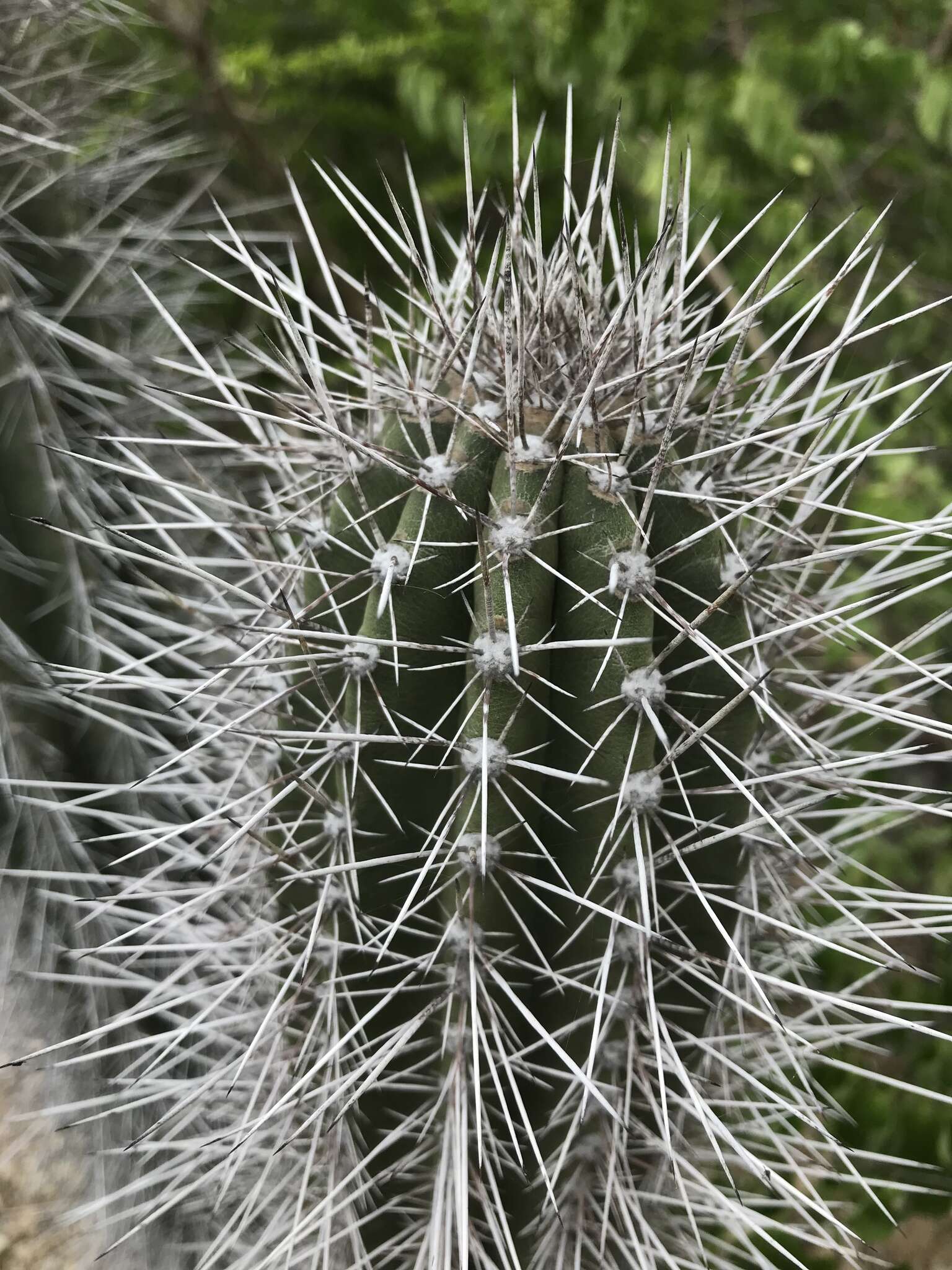 Cereus repandus (L.) Mill. resmi