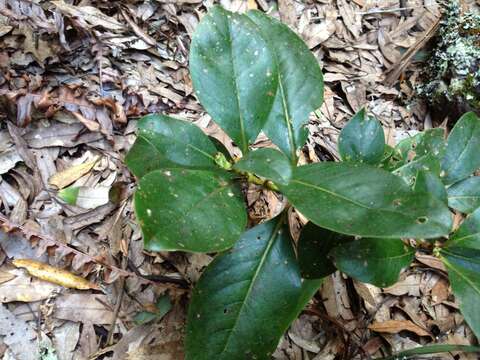 Image of Coprosma robusta Raoul