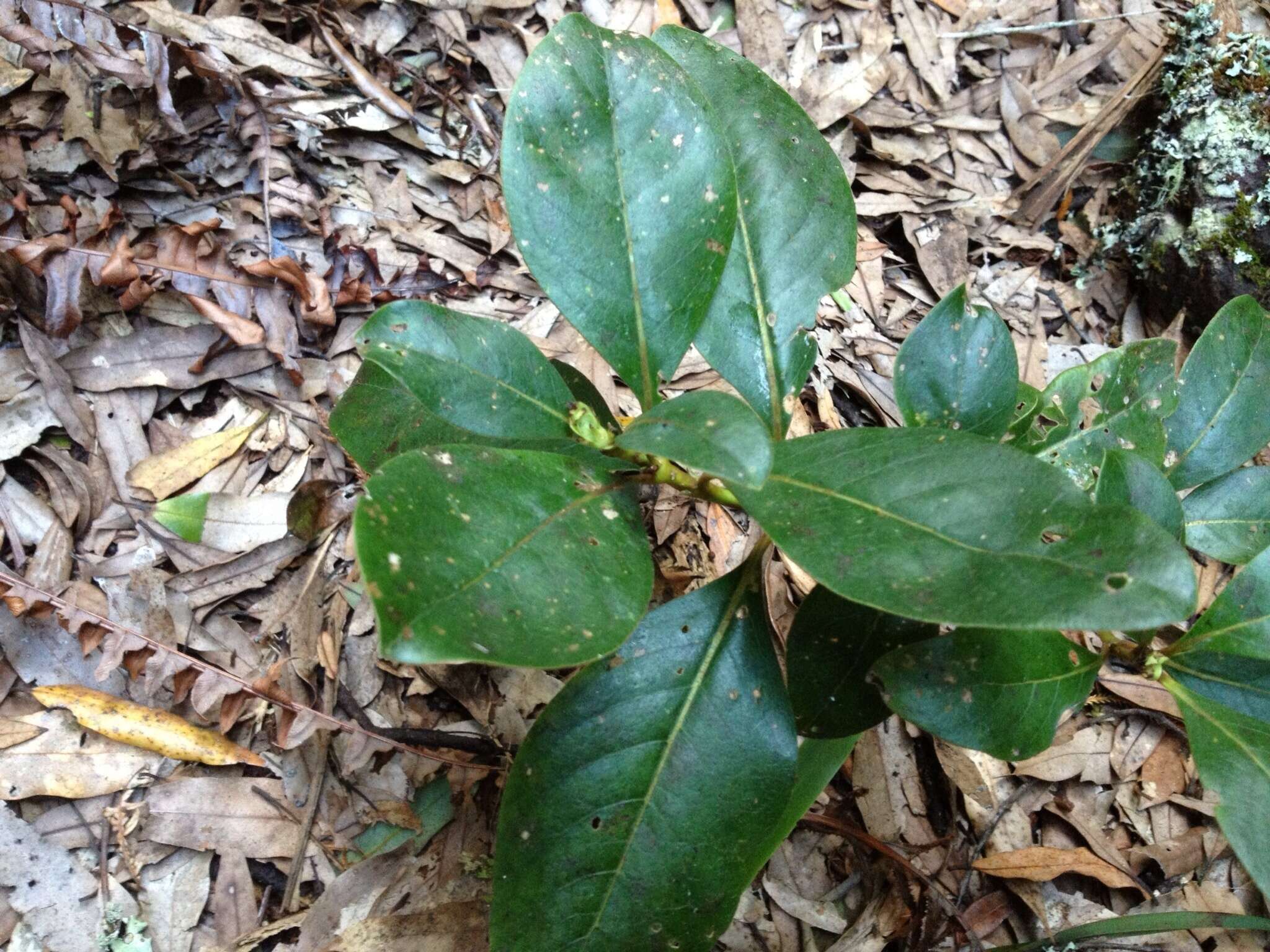 Image de Coprosma robusta Raoul