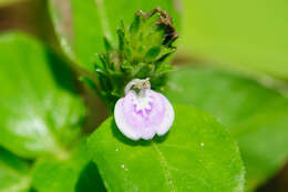 Image of Justicia procumbens L.