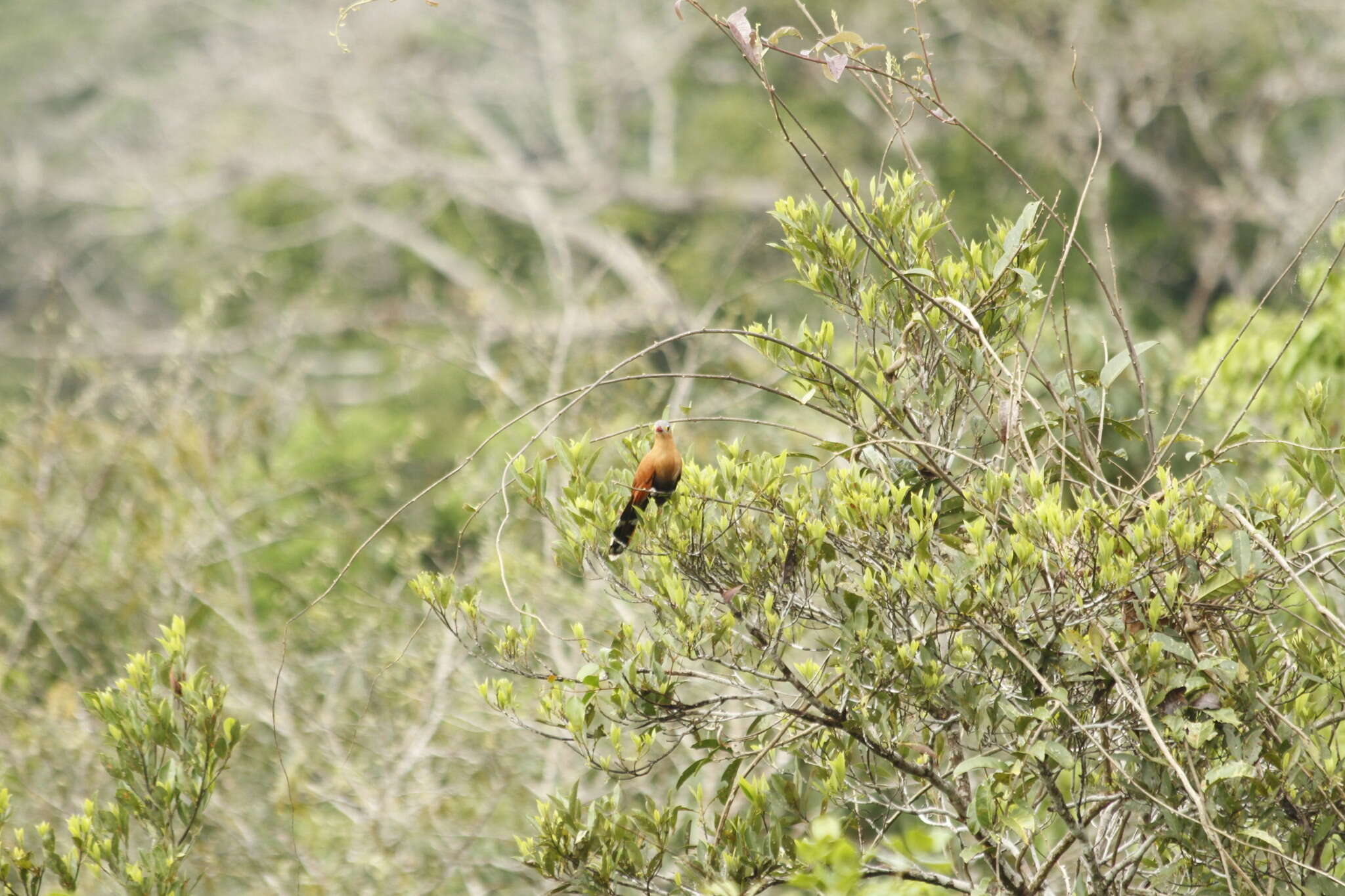 Image of Black-bellied Cuckoo