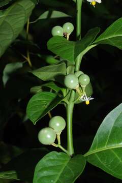 Image of Solanum arboreum Humb. & Bonpl. ex Dun.