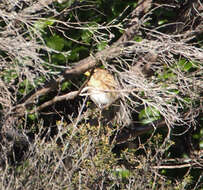 Image of Lesser Redpoll