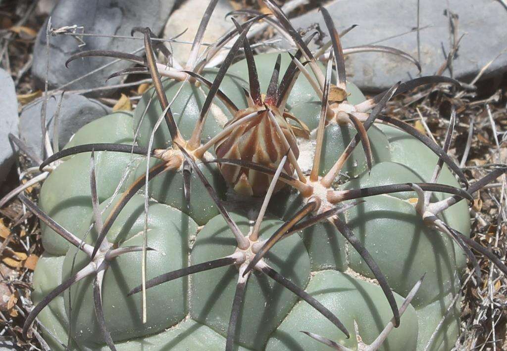 Image of Coryphantha poselgeriana (A. Dietr.) Britton & Rose