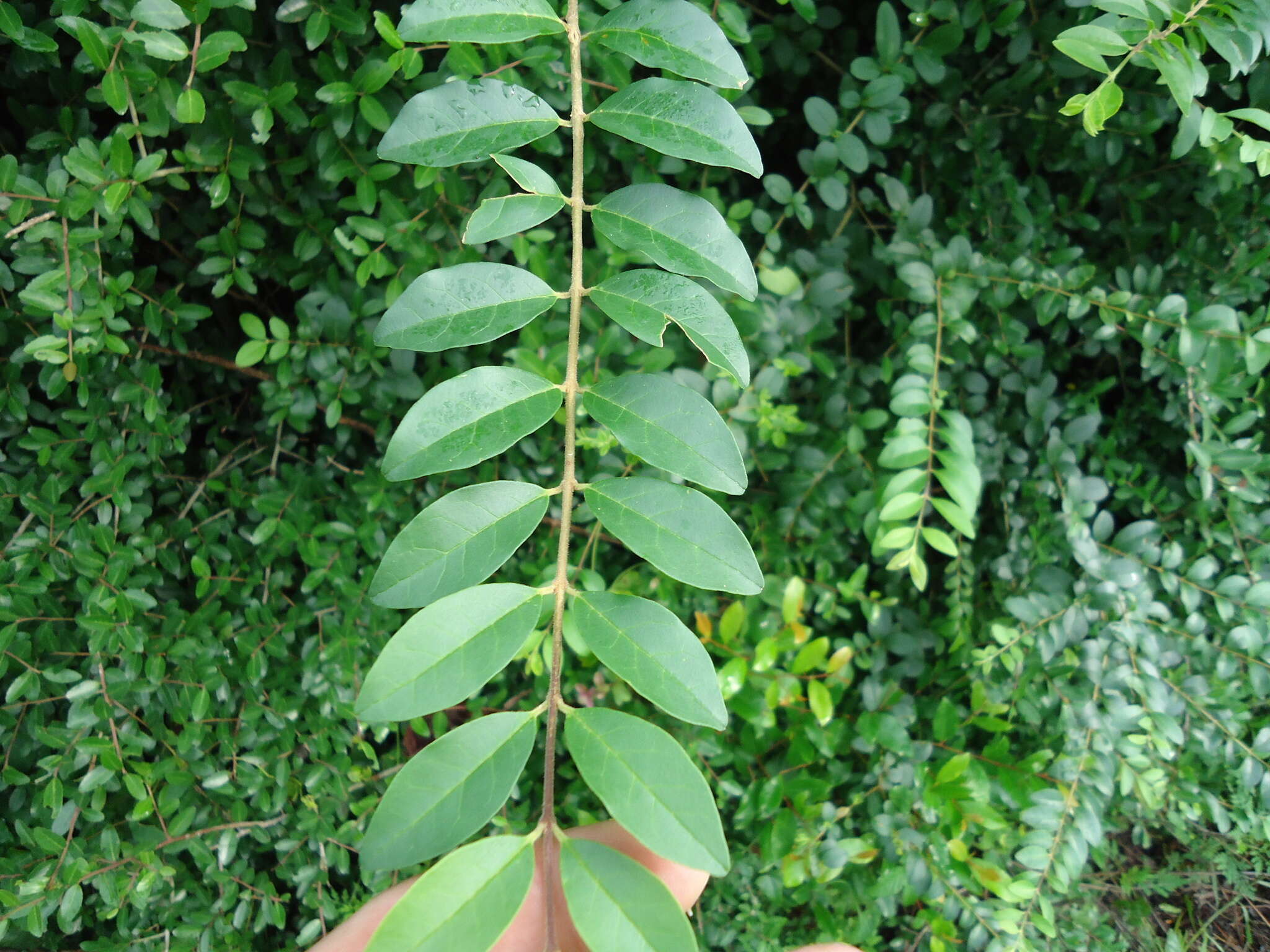 Image of Chinese privet