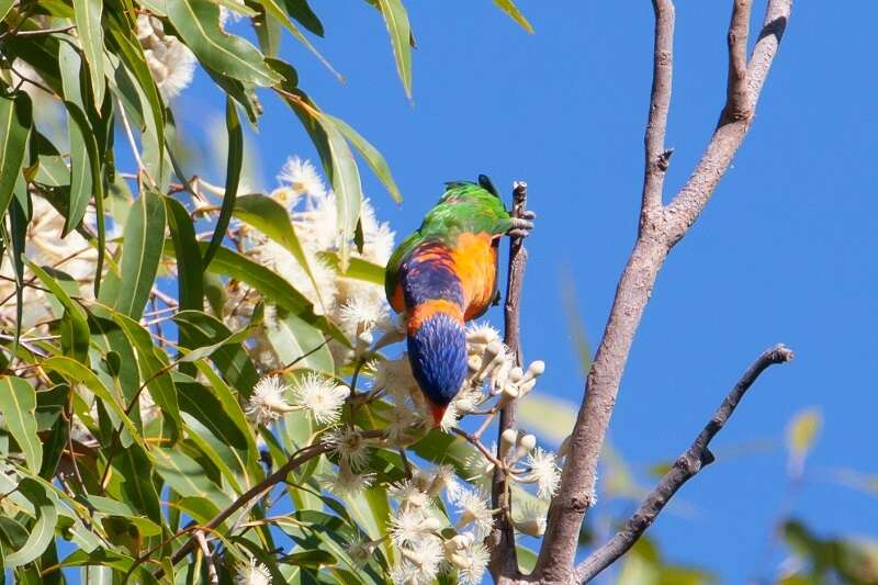 Image of Red-collared Lorikeet