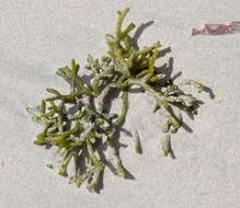 Image of Codium repens