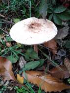 Macrolepiota bonaerensis (Speg.) Singer 1951 resmi