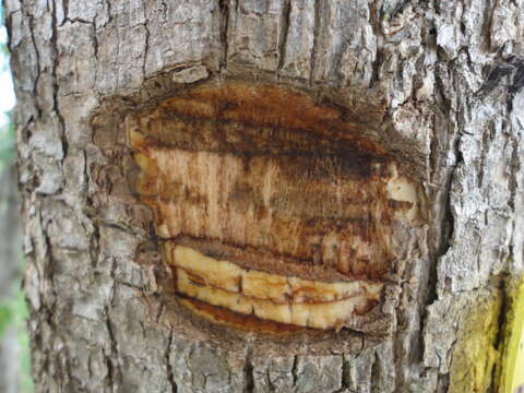 Image of Cordia trichotoma (Vell.) Arrab. ex Steud.