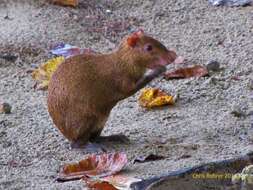 Image of Coiban Agouti