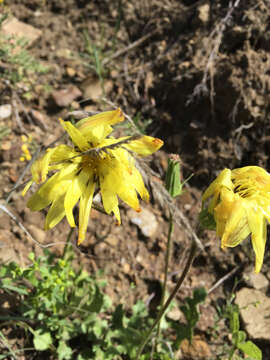 Image of tuberous desert-chicory