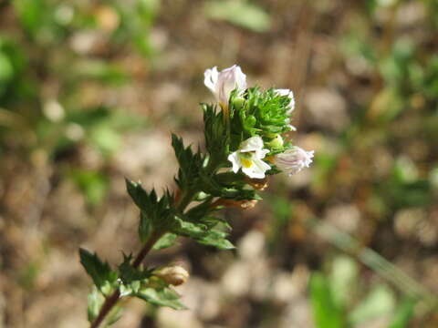 Imagem de Euphrasia nemorosa (Pers.) Wallr.