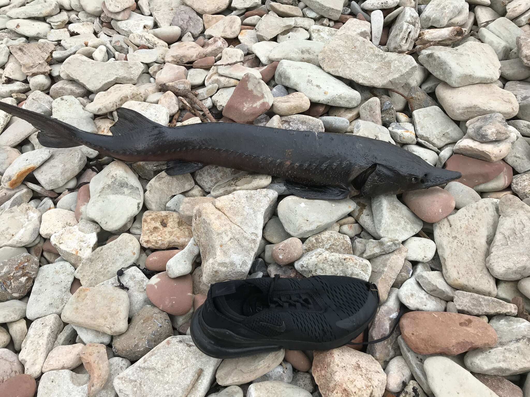 Image of Atlantic Sturgeon