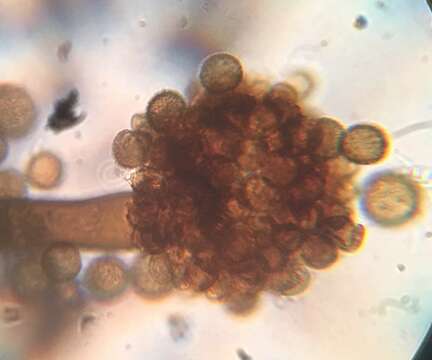 Image of Periconia cookei E. W. Mason & M. B. Ellis 1953