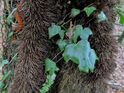 Imagem de Hedera helix f. helix