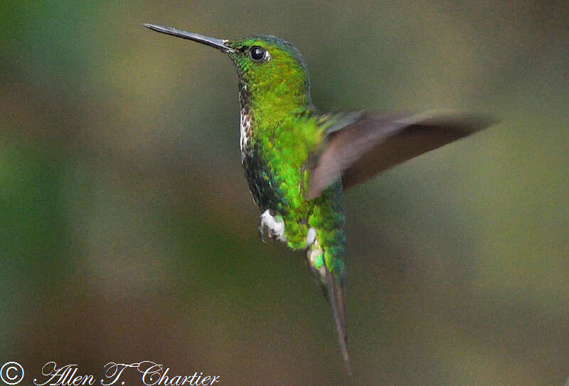 Image of Emerald-bellied Puffleg