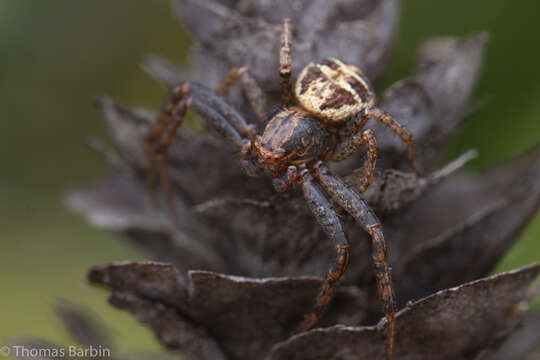 Image of Elegant Crab Spider