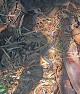 Image of Black-bellied Swamp Snake