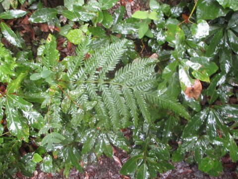 Image of rooting chainfern