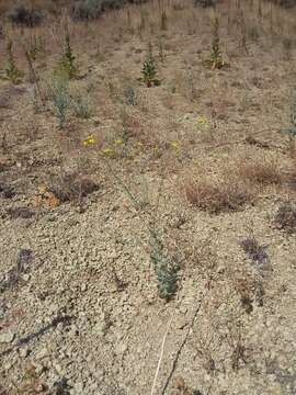 Image of Ertter's ragwort