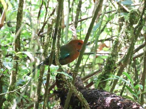 Image of Crossley's Ground Roller