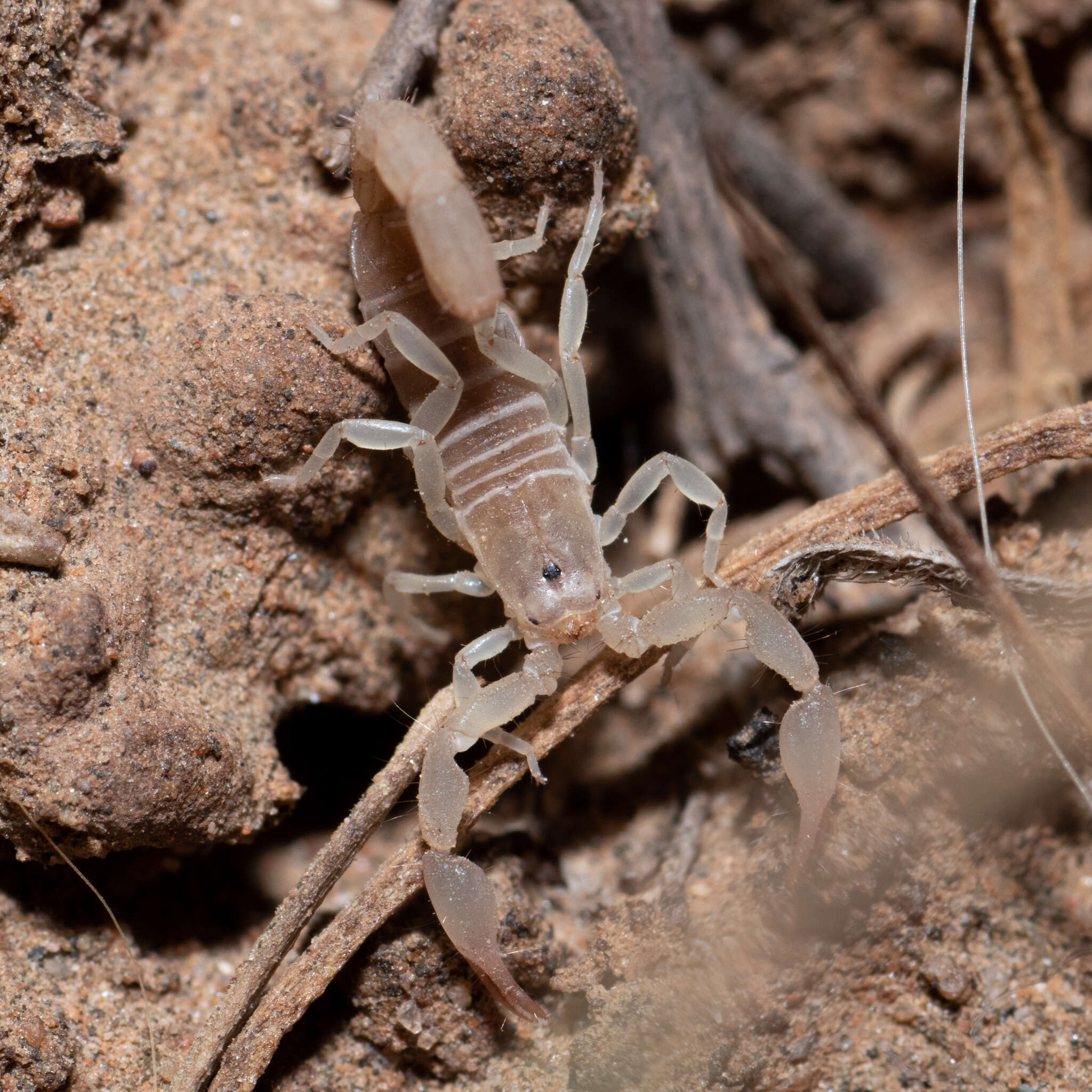 Image of <i>Catalinia castanea</i>