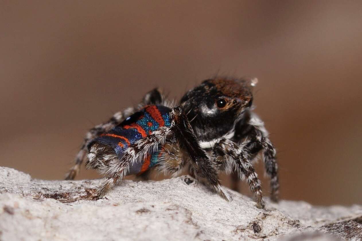 Image of Melinda's Peacock Spider