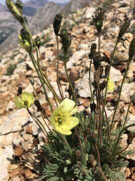 Image of Papaver radicatum subsp. kluanense