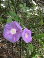 Слика од Ipomoea lindheimeri A. Gray